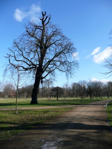 Árbol soleado de Kensington Park