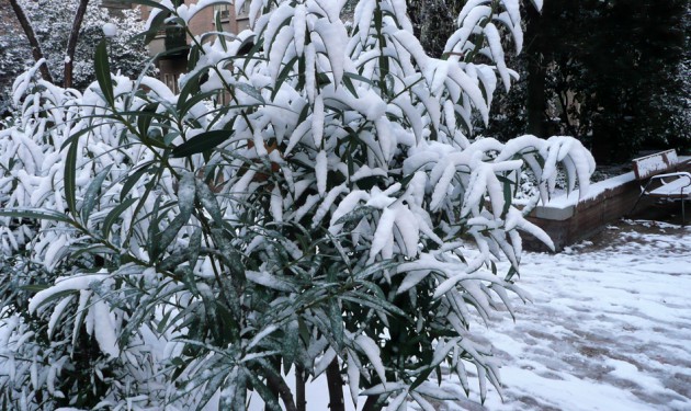 La nieve en polvo sobre los árboles y arbustos