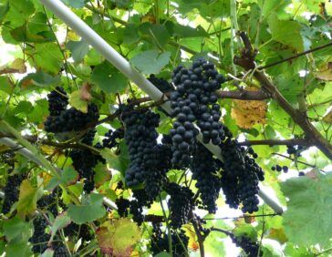 Uvas negras