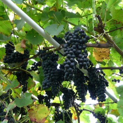 Uvas negras