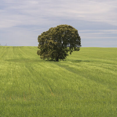 Arbol