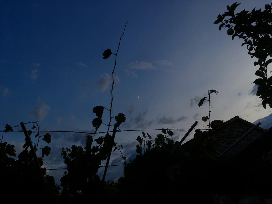 Luna de cuento, vides maduras